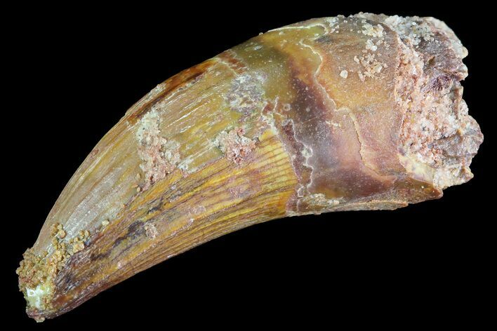 Cretaceous Fossil Crocodile Tooth - Morocco #72787